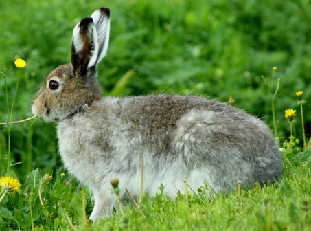 Hare photos
