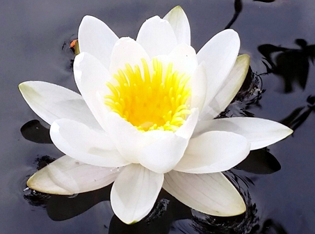 Water lily photos